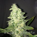 NIRVANA - Supreme CBD Kush