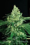 EXOTIC SEED - Sir Jack
