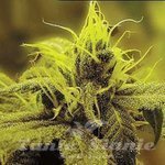 SAGARMATHA - A-1 Haze
