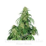 Buddha Seeds - Calamity Jane Auto
