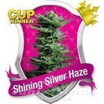 ROYAL QUEEN SEEDS - Shining Silver Haze®