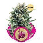 ROYAL QUEEN SEEDS - Blue Cheese