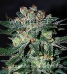 WORLD OF SEEDS - Obsession