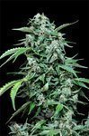 GRASS-O-MATIC - Maxi Haze