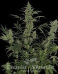 DNA GENETICS - 60 Day Lemon