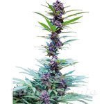 CANNABIOGEN - Deluxe Mix