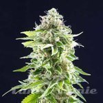 KANNABIA SEED - Cookies Haze