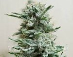 KALASHNIKOV SEEDS - AK Skunk Auto