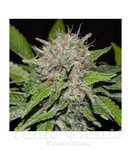 DELICIOUS SEEDS - Deep Mandarine CBD