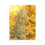 GREEN DEVIL GENETICS - Orange Kush