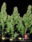 SERIOUS SEEDS - White Russian 100%