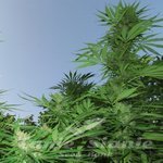 FEMALE SEEDS - Outdoor Grapefruit