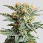 NIRVANA - Blueberry Kush Auto