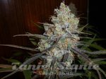 ! Chocolope Auto