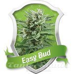 ROYAL QUEEN SEEDS - Easy bud Auto