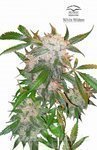 DUTCH PASSION - White Widow