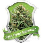 ROYAL QUEEN SEEDS - Royal Jack Automatic
