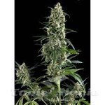 PYRAMID SEEDS - Amnesia Gold
