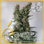 ELITE SEEDS - Jack Ultra CBD