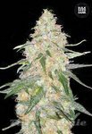 BULK SEED BANK - Special Skunk