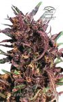 DUTCH PASSION - Purple#1