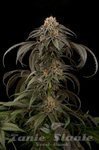 DINAFEM - Purple Afghan Kush