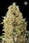 BULK SEED BANK - Auto Kali's Mistery