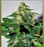 SEEDSMAN - Lowryder #2