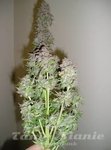 MEPHISTO GENETICS - Toof Decay