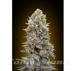 00 SEEDS BANK - Auto 00 Cheese