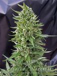 00 SEEDS BANK - Auto Northern Lights