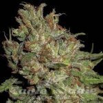 CBD Seeds - Domina