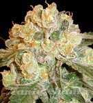 DELICOUS SEEDS - Marmalate