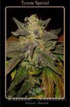 MEPHISTO GENETICS - Tyrone Special