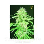 Victory Seeds - Auto Super Mazar