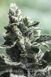 DEVIL'S HARVEST - Strawberry Sour Diesel