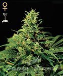 GREEN HOUSE SEEDS - Big Bang