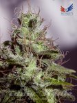POSITRONICS - Supercheese Express