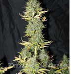 SEEDSMAN - Auto Skunk #1