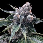 GROW YOUR OWN - White Walker Kush