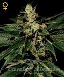 GREEN HOUSE SEEDS - Train Wreck