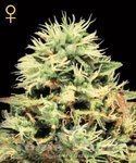 GREEN HOUSE SEEDS - Super Bud