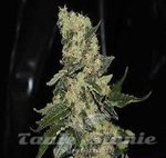 GREEN LABEL - Berry Delight