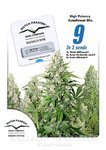 DUTCH PASSION - High Potency Auto Mix