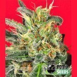 BOMB SEEDS - Cheese Bomb