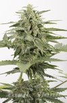 DINAFEM - Industrial Plant Autoflowering CBD