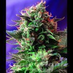 SWEET SEEDS - Jack 47 Fast Version