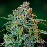 BARNEY’S FARM - Liberty Haze