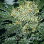 AMARANTA SEEDS - Tugy D Diesel
