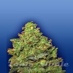 FLYING DUTCHMEN - Edelweiss